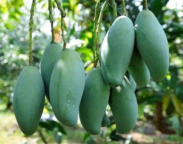 神級農(nóng)場最新章節(jié)，探索未來的農(nóng)業(yè)奇跡