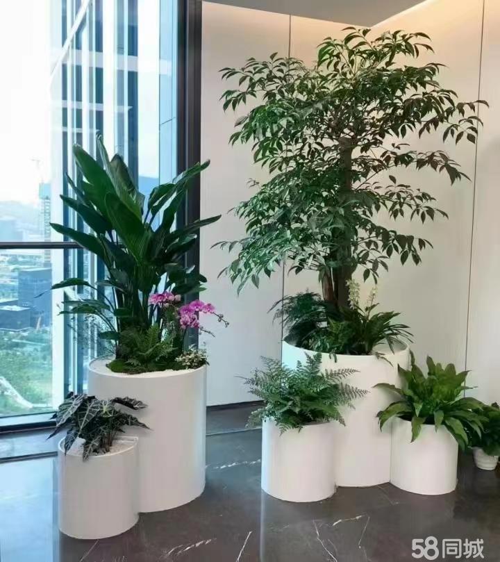 最新招聘，室內(nèi)植物養(yǎng)護(hù)專家