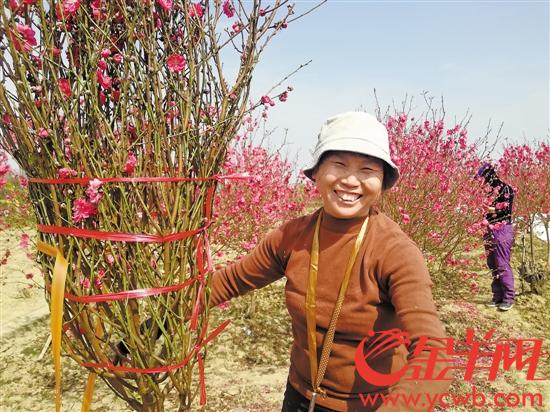 桃花族最新潮流，探索時(shí)代前沿的浪漫風(fēng)情
