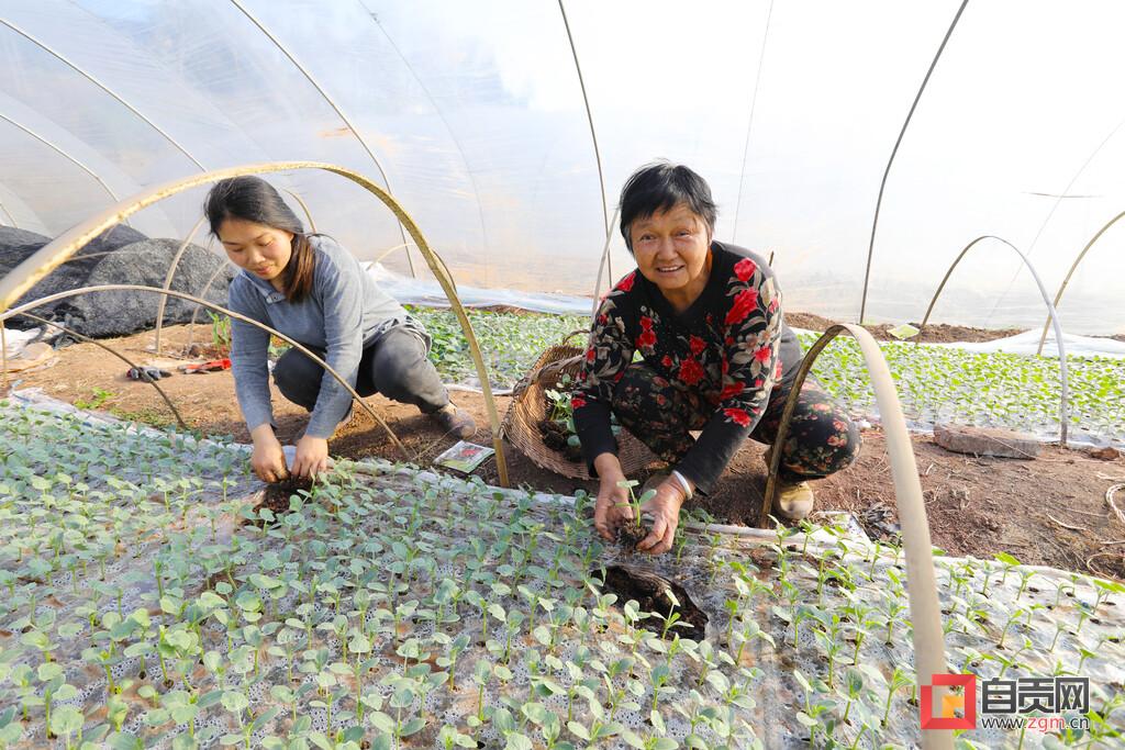 最新款西瓜栽苗機，科技助力農(nóng)業(yè)高效種植